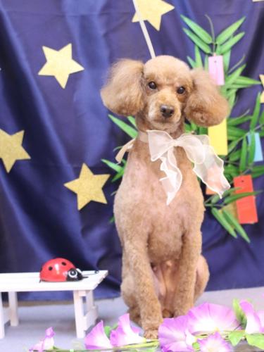 20230722マロンちゃん